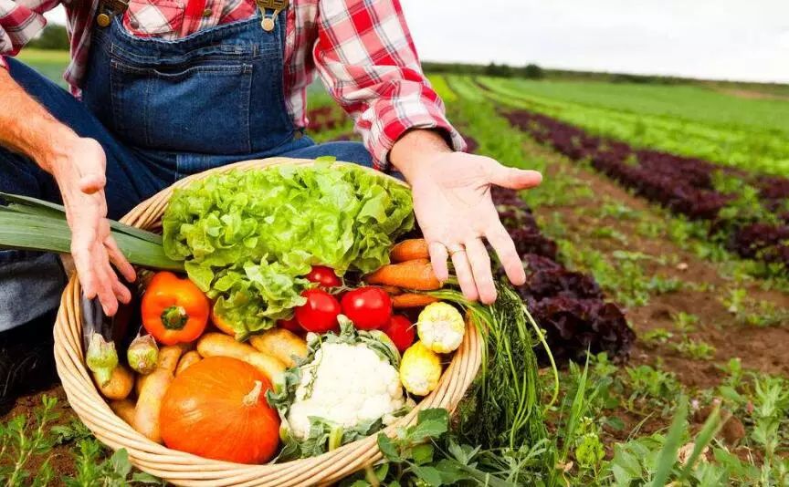 无公害农产品合格证,无公害农产品合格证在哪里办理