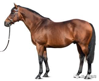 「特稿」数一数，谁是最强的世界纯血种公马？