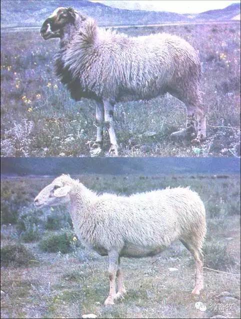 现在羊的品种最好的是什么品种,羊品种大全