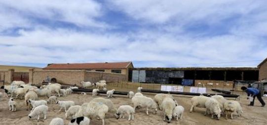 农村做什么项目有发展,4个目前农村热门种植项目