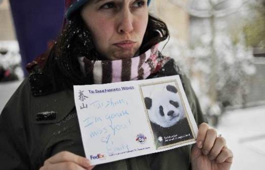 老外到底多喜欢熊猫,老外看中国大熊猫