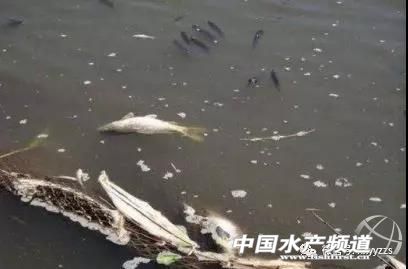 鱼病防治,渔药治渔病