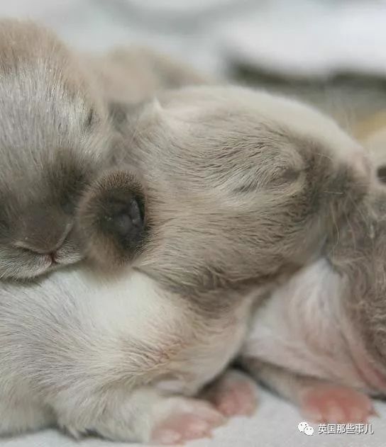 兔兔这么可爱为什么要吃它,兔兔这么可爱为什么要吃兔兔呢