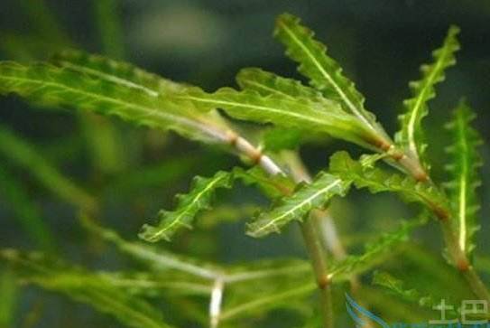 养蟹难吗,养蟹水草