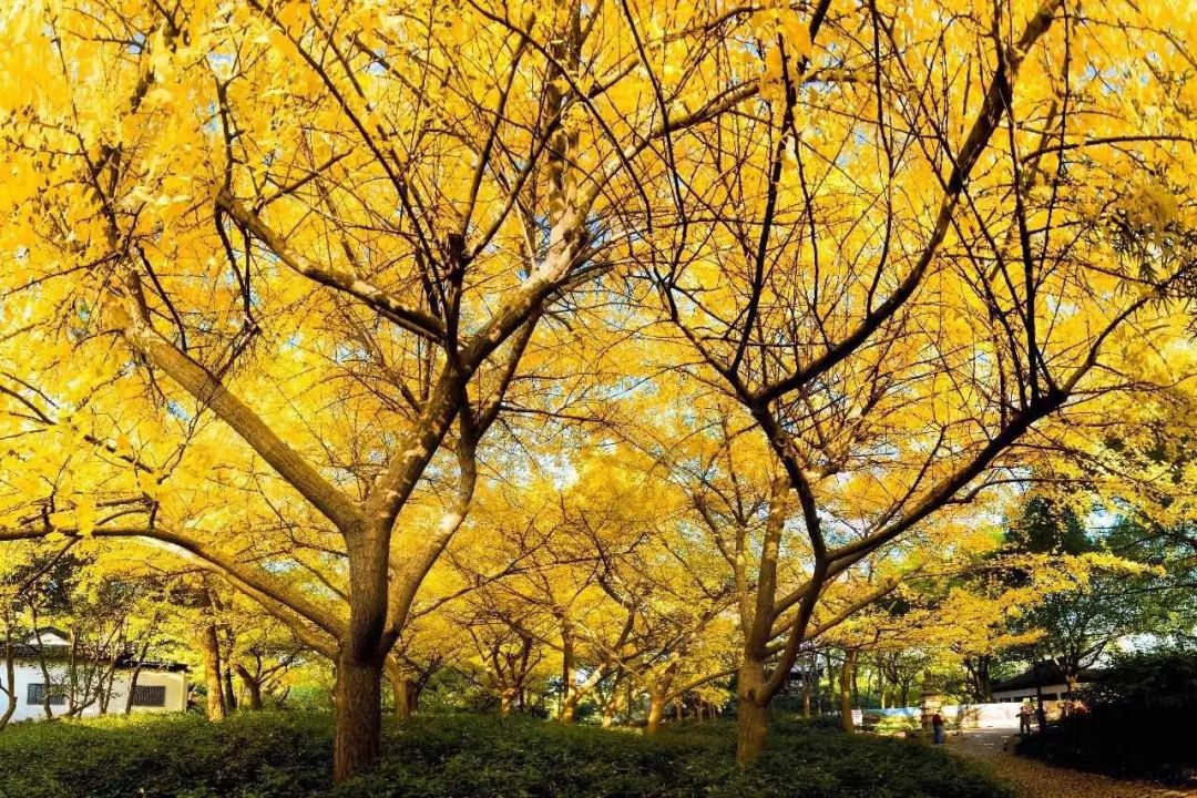 满城尽带黄金甲取景地图片,满城尽带黄金甲震撼场景