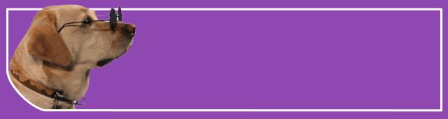 生活在这里的狗子，上辈子一定拯救过银河系｜芬兰制造Part2