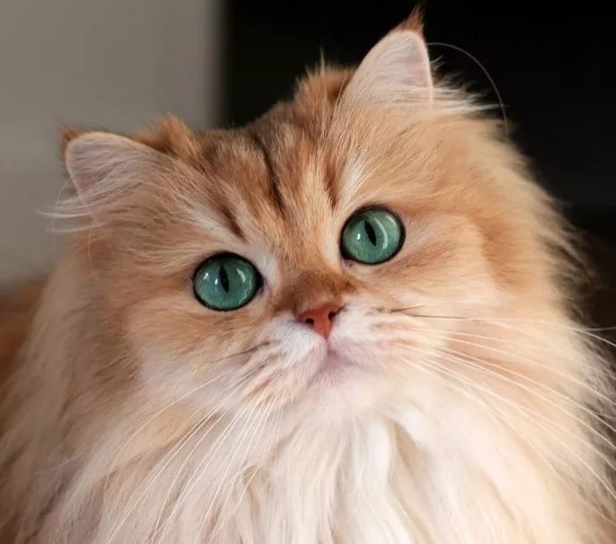 周杰伦的妻子昆凌是混血吗,周董的老婆昆凌