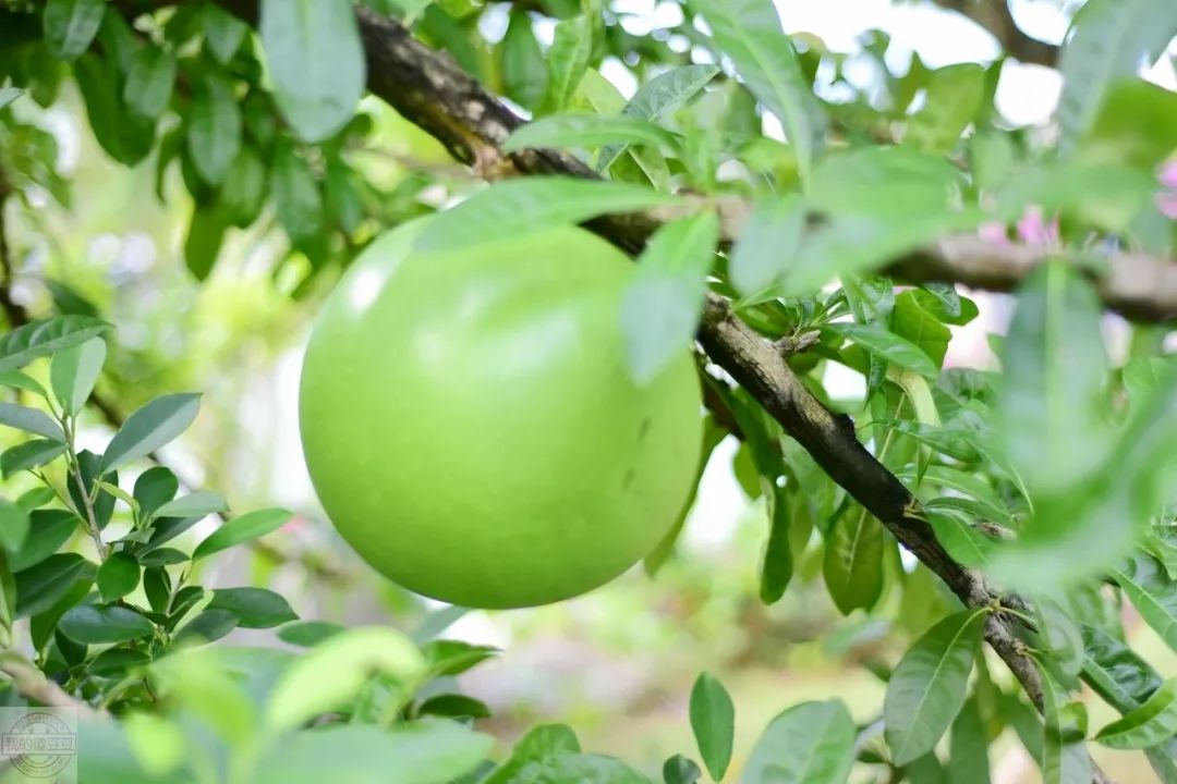 三亚最实惠的五星级酒店