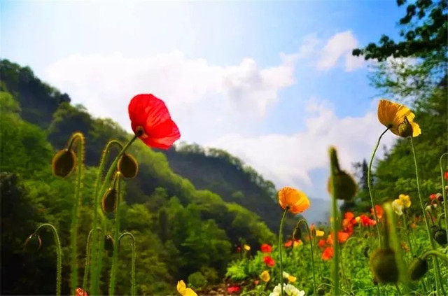 成都周边野花,成都周边花谷景区推荐