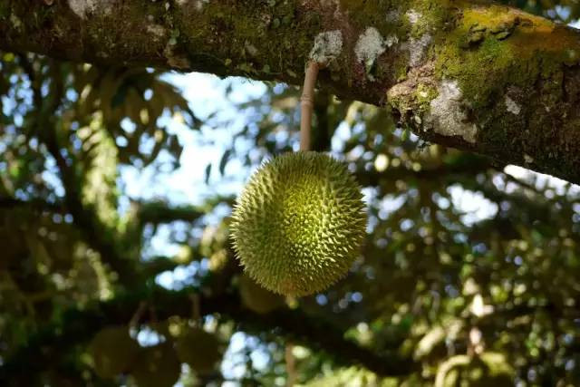 爆浆榴莲香甜可口,广州天河爆浆榴莲