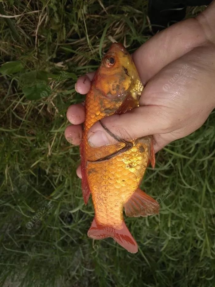 瑶柱钓鱼真实效果,干瑶柱钓鱼怎么样