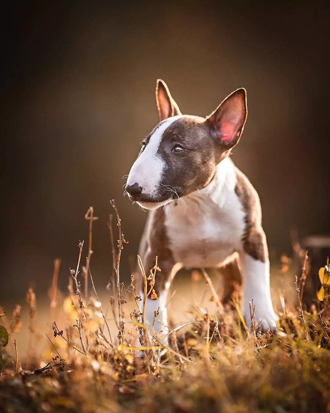 养牛头梗的注意事项,五个月的牛头梗好养吗