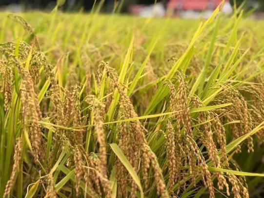 越光大米评测,日本新潟越光大米