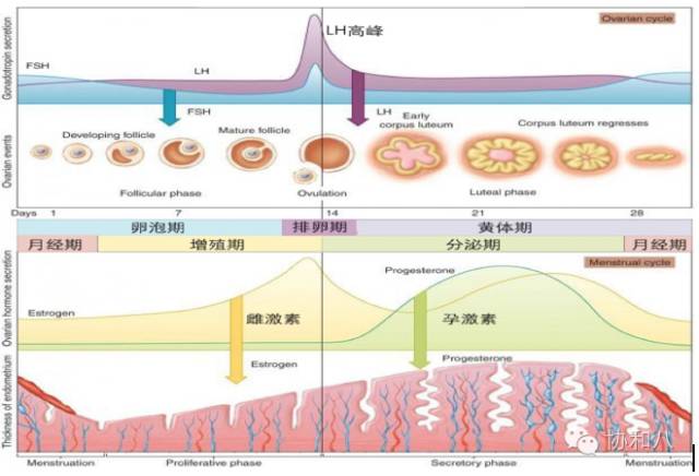 亲戚不来怎么办？｜朝花夕拾·协和八