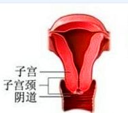 什么是生殖系统最常见的良性肿瘤,生殖系统肿瘤有哪些种类