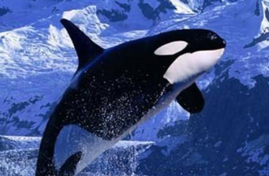 顶级魟鱼,世界顶级魟鱼