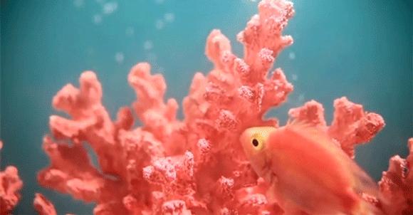 戚薇用的四色眼影,戚薇画繁星四月妆