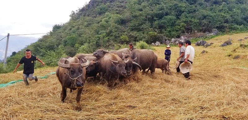 蒙自哪些景区值得去玩的,蒙自最美古镇在哪里