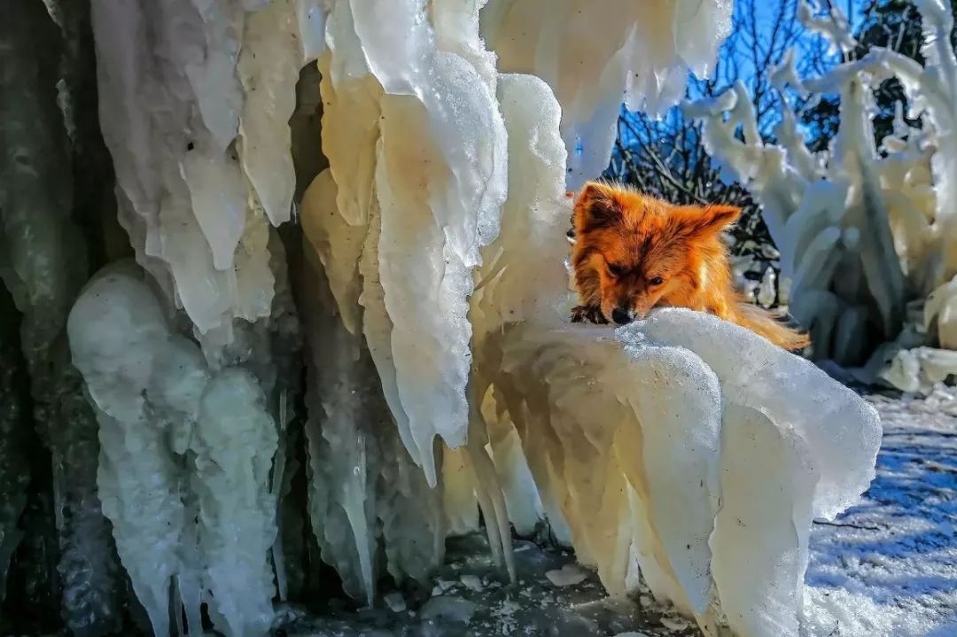 神农架国际滑雪场今日雪况,神农架滑雪场周末攻略