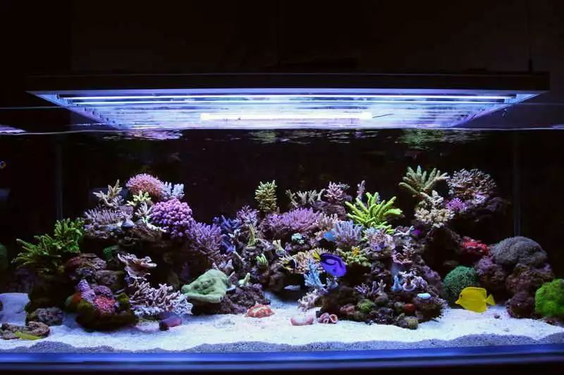 60海缸开缸全记录,1.2米的海缸开缸需要多少费用