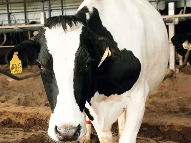 一根广式腊肠50克左右,一根广式腊肠500左右