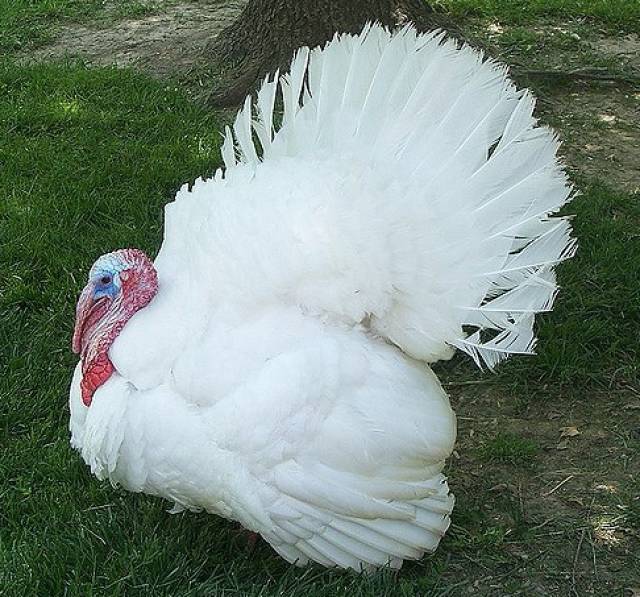 感恩节哪个国家吃火鸡,感恩节的火鸡是什么意思