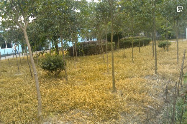 革命性灭生除草剂，百农信乙羧·草铵膦重磅来袭，现免费试用啦