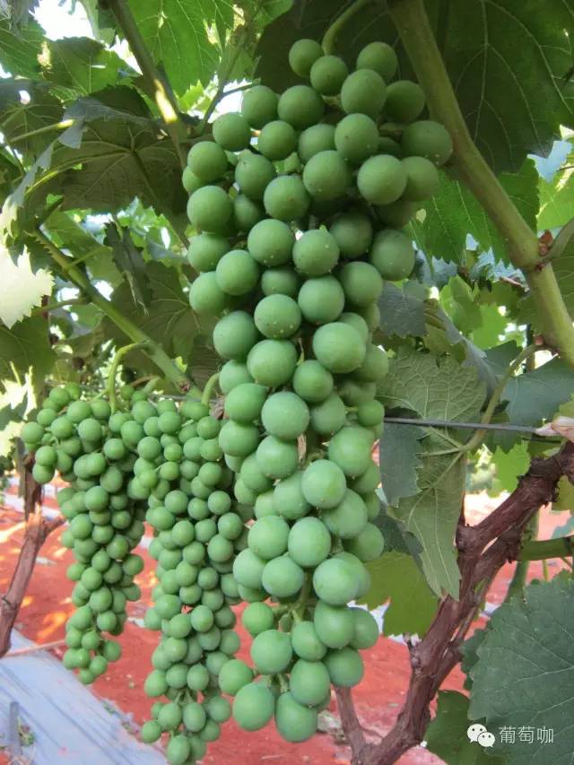 葡萄氮肥的作用及施用方法,一棵葡萄施多少氮肥最好