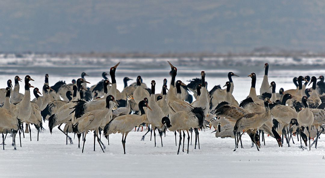 威宁草海一日游最佳攻略,威宁草海之旅