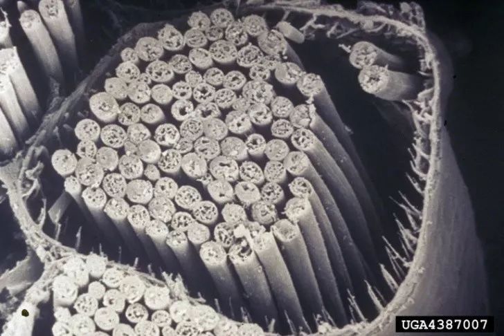 松树也变黄了,松树变红的原因