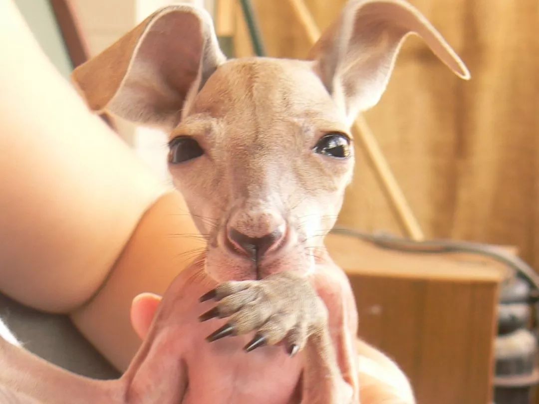 澳大利亚袋鼠手撕铁桶,袋鼠徒手捏爆铁桶