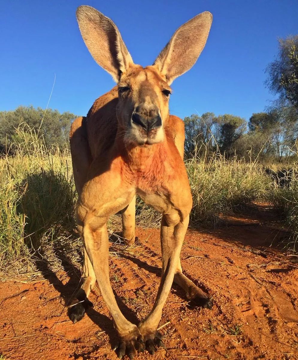 澳大利亚袋鼠手撕铁桶,袋鼠徒手捏爆铁桶