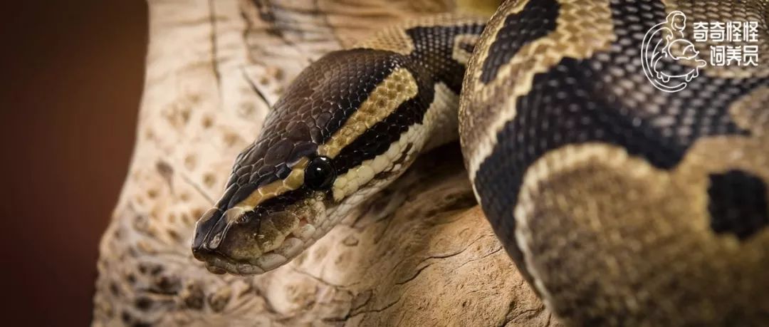 澳大利亚袋鼠手撕铁桶,袋鼠徒手捏爆铁桶