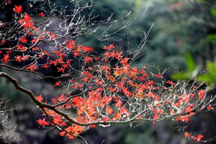 厦门云雾缭绕人间仙境山顶美景,厦门最美山上风景