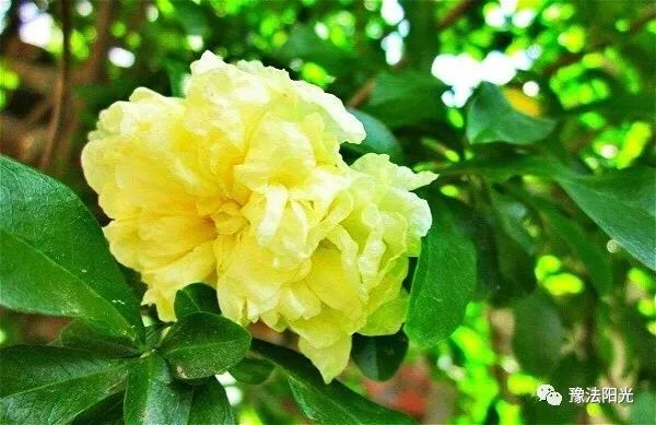 鏆楅娈嬬暀2018,钃︾劧鍥為鏆楅娈嬬暀