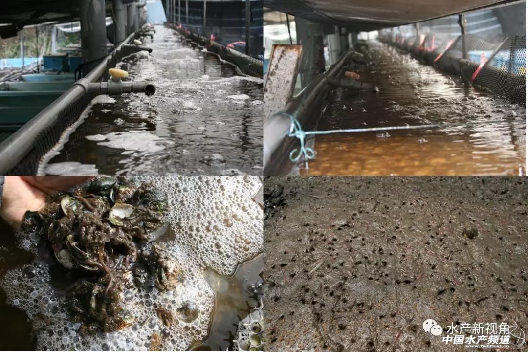 白虾vs沙蚕,虾蚕共生养殖技术