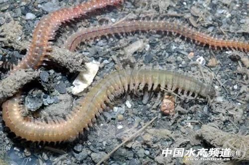 白虾vs沙蚕,虾蚕共生养殖技术