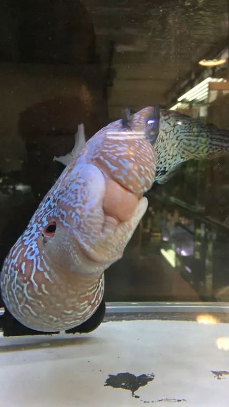 罗汉鱼失鳔症的鱼恢复要多久,罗汉鱼肠子掉出来还有救吗