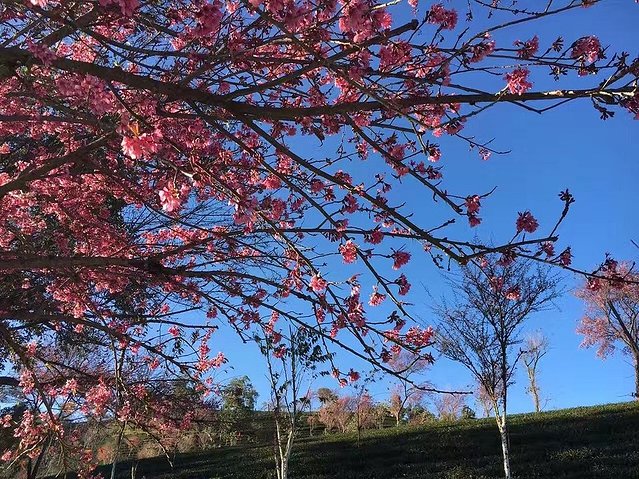 抖音十大热门旅行目的地,抖音十大热门旅行目的地公布
