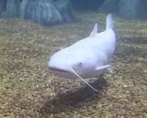 鱼种法拉利,观赏鱼有多美