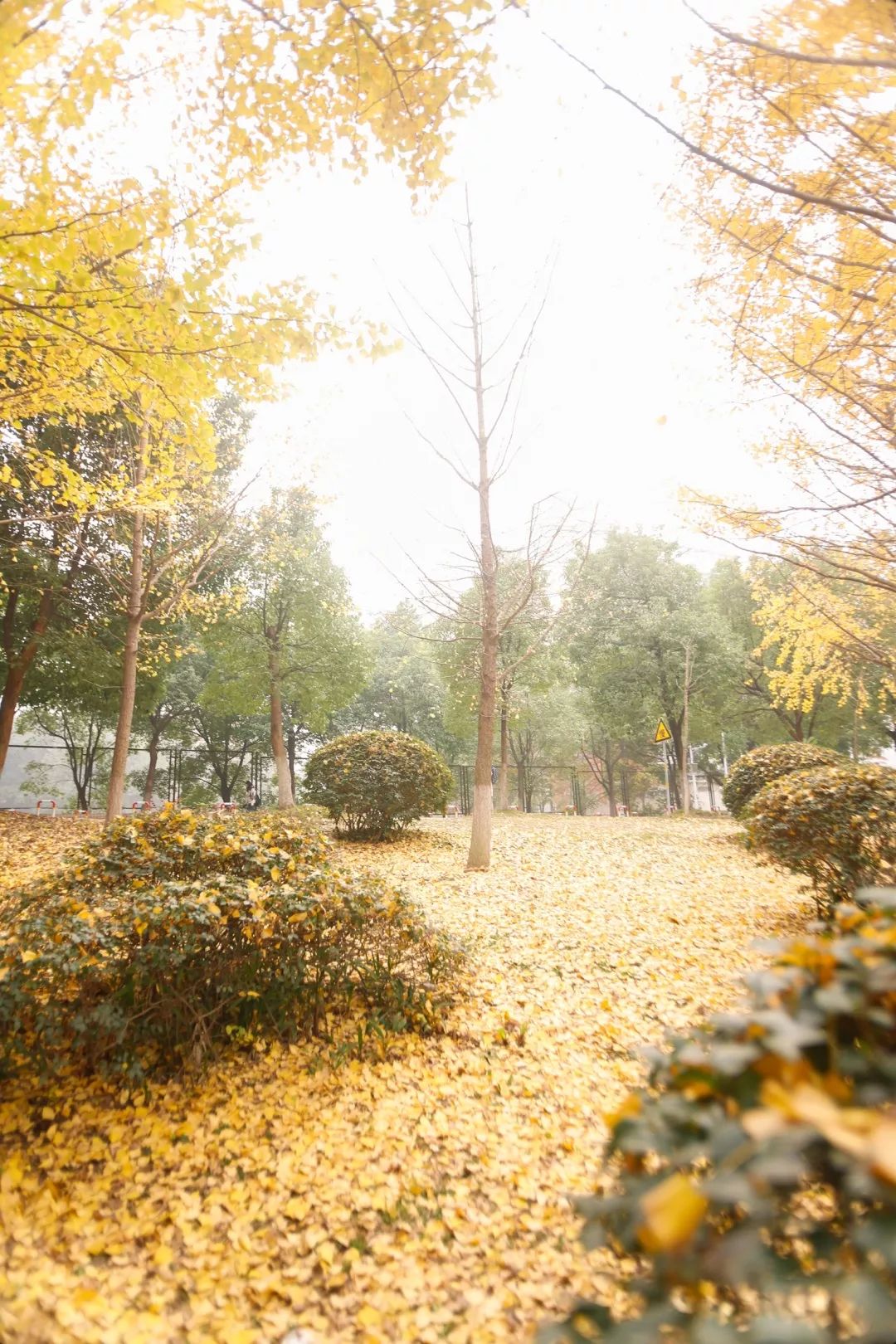 “妈，我在华师看了一场金黄色的雪！”