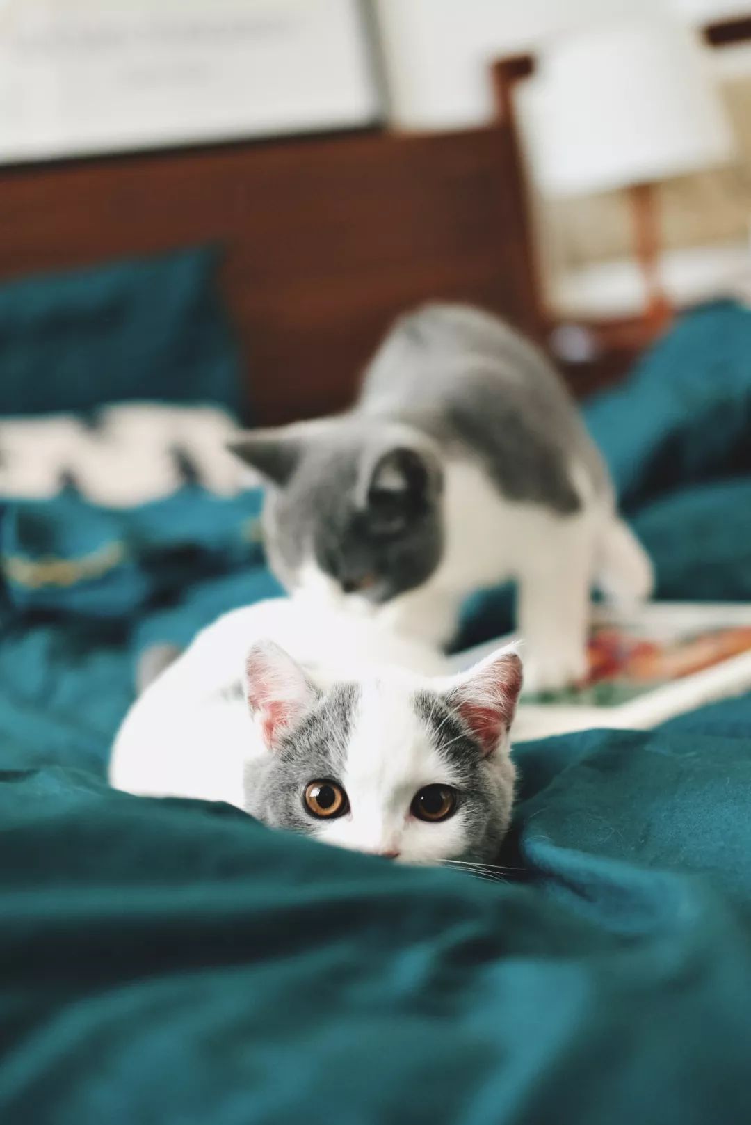 请接受一份2018年的礼物,2018年的新年礼物