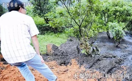 牛粪鸡粪羊粪哪种更肥,羊粪鸡粪牛粪到底哪个养分高