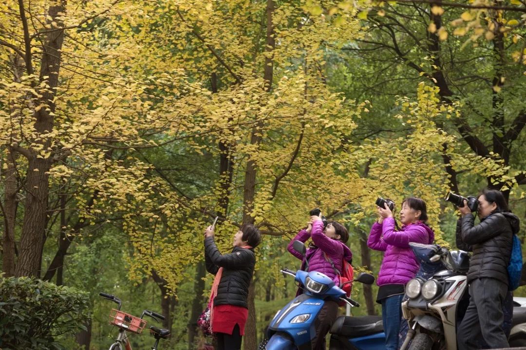 “妈，我在华师看了一场金黄色的雪！”