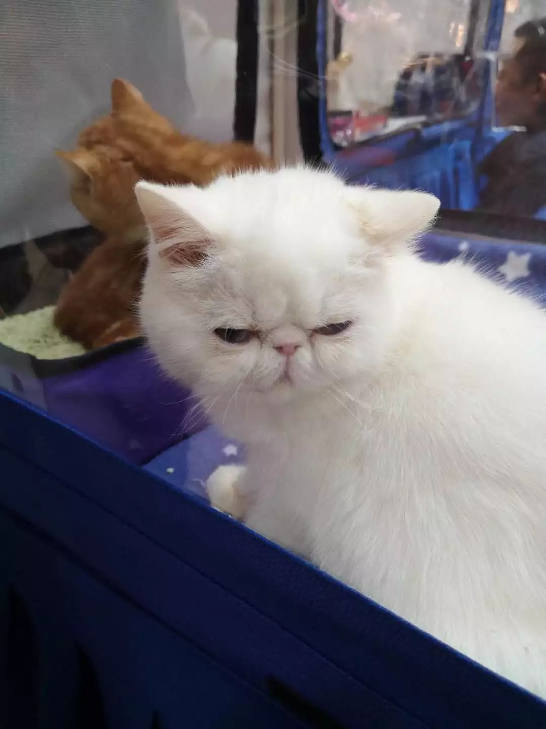 新闻综合广播｜「宠爱有家」之喵星驾到