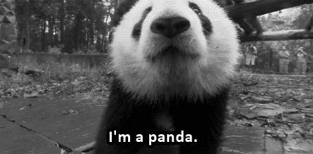 老外到底多喜欢熊猫,老外看中国大熊猫