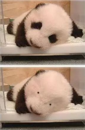 老外多爱猫咪,老外多爱中国