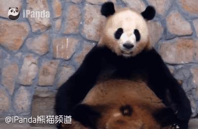 老外到底多喜欢熊猫,老外看中国大熊猫