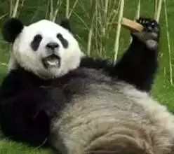 老外到底多喜欢熊猫,老外看中国大熊猫