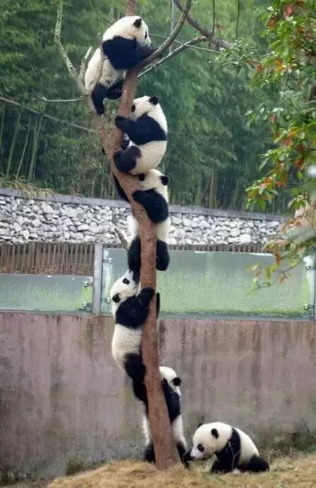 老外到底多喜欢熊猫,老外看中国大熊猫